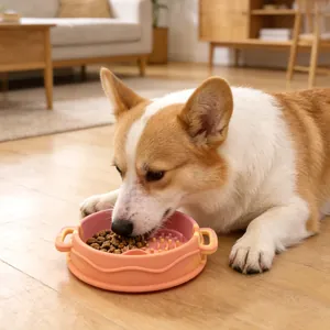 Corgi που τρώει από ροζ μπολ σιλικόνης για αργό φαγητό σε ένα ζεστό σαλόνι σπίτι