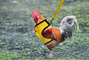 Arnés de malla amarilla ajustable para mascotas con lazo rojo mostrado en un gallo al aire libre