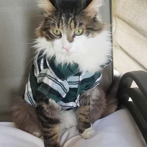 Stylish green plaid pet shirt for small dogs and cats, breathable summer outfit