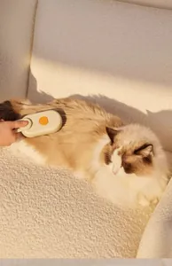 Détail d'une brosse beige pour enlever les poils d'un chat Ragdoll sur un canapé