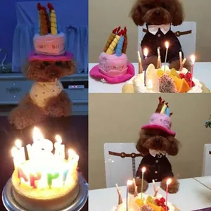 Brauner Pudel trägt einen niedlichen Plüsch-Geburtstagshut hinter einer Torte mit Kerzen