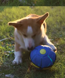 Photo d'un Corgi jouant avec une balle de jouet bleue transformable sur l'herbe