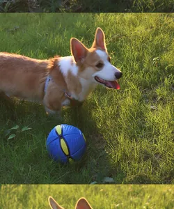 Balle jouet déformable bleu et jaune pour chien sur herbe ensoleillée avec un petit Corgi
