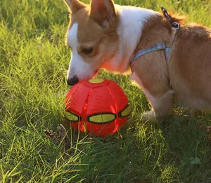 Gros plan d'un jouet pour chien résistant en forme de disque volant UFO sur l'herbe