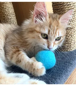 Nahaufnahme eines Kätzchens, das mit einem blauen, plüschigen, interaktiven Soundball spielt