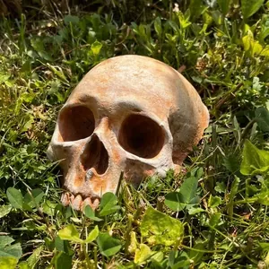 Detailansicht der realistischen Totenkopf-Gartendekoration im grünen Gras für Halloween