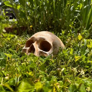 Realistisches verwittertes Gartenschädel-Dekor im grünen Gras für Halloween
