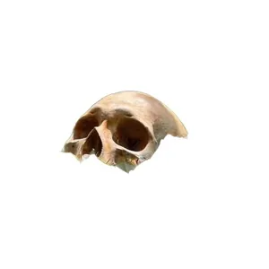 Realistisches verwittertes Garten-Skelett für Halloween-Hof- und Rasendekoration