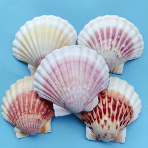 Détail de cinq coquilles de Saint-Jacques naturelles colorées pour décor d'aquarium et bricolage