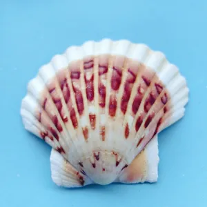 Gros plan d'une coquille de Saint-Jacques naturelle colorée pour décoration