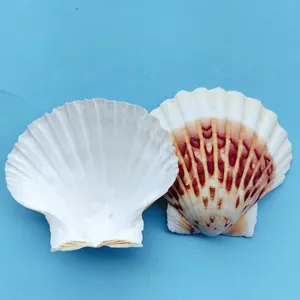 Coquilles de Saint-Jacques naturelles avec motifs brun-rouge pour aquarium
