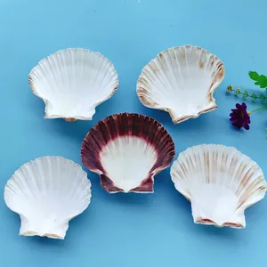 Vue détaillée de cinq coquilles de noix de Saint-Jacques naturelles sur fond bleu clair