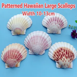 Coquilles Saint-Jacques d'Hawaï naturelles 10-13cm pour aquarium et bricolage créatif