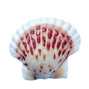 Coquille Saint-Jacques naturelle pour aquarium et bricolage créatif fait à la main
