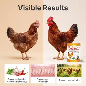 Infographic of chicken gut supplement with natural ingredients for better digestion