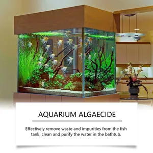 Detail view of a clean aquarium showing the effect of professional algaecide cleaner