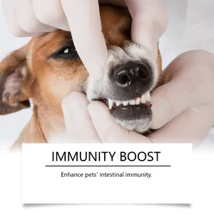 Detailed view of a dog dental examination for immunity boosting pet health supplements.