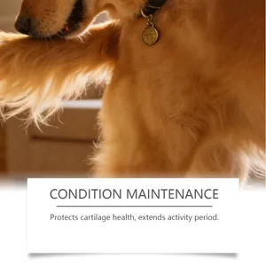Detail view of golden retriever leg for dog joint cartilage health maintenance info