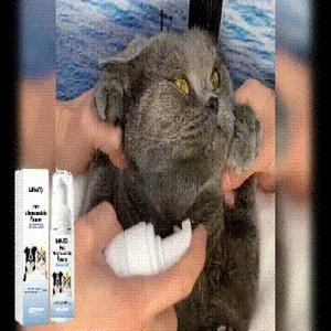 Mousse de shampooing sans rinçage pour animaux appliquée sur les poils d'un chat gris