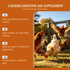 Detailed infographic of chicken digestive aid supplement benefits for poultry gut health