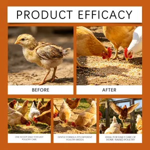 Healthy poultry eating supplement shown in before and after efficacy infographic layout