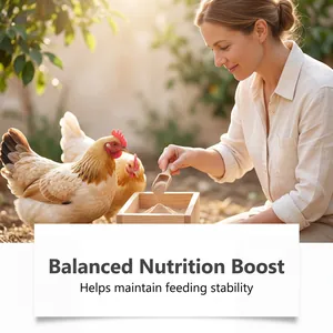 Detail view of chicken nutrition powder being fed to poultry in a bright sunny garden