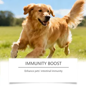 Happy Golden Retriever running on grass representing canine intestinal immunity boost.