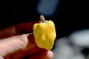 Macro detail of yellow bell pepper brooch with sparkling rhinestone accents