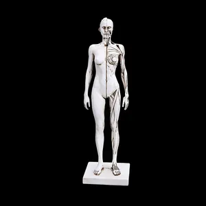 Artist Female Anatomy Model Muscular Skeletal Structure Figure White Resin Desktop Figurine For Drawing CG Sculpture Teaching 30cm