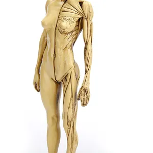 Close-up detail of a 30cm female anatomical model showing intricate muscle structure