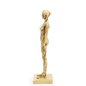 Detail side view of a 30cm female human anatomy muscle and bone model for artists