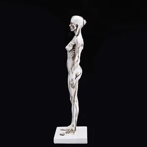 Side profile detail of a 30cm female human anatomy muscle resin model for art study