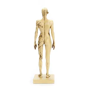 Detailed back view of a 30cm female human anatomy model for artistic reference.