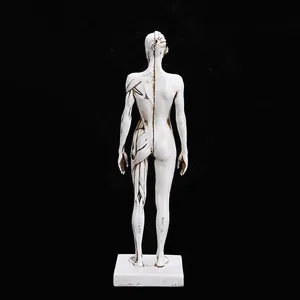 Professional back view detail of a 30cm female anatomical muscle structure model
