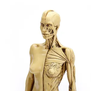 Detailed 30cm female anatomy model showing muscle structure for professional art reference