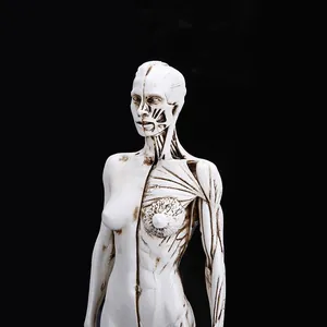 Close-up of 30cm female human anatomical model showing muscle and skin texture