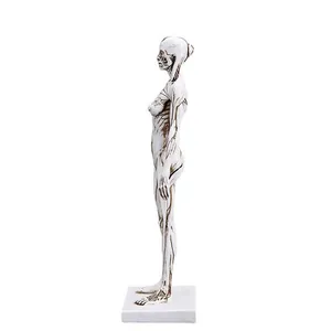 Detailed side view of 30cm female human anatomy model showing muscle structure