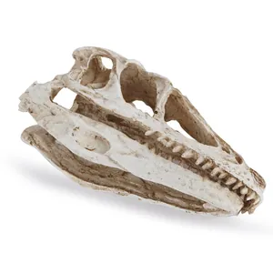 Detailansicht der realistischen Knochentextur von diesem Harz-Dinosaurierschädel.