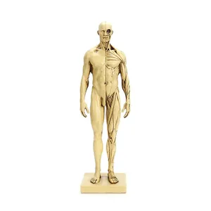 Modelo de Anatomía Humana de Resina Estructura de Músculo y Esqueleto Modelo de Referencia Artística Para Dibujo Escultura CG