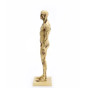 Modelo detallado de anatomía de huesos y músculos humanos de 30 cm para referencia artística.