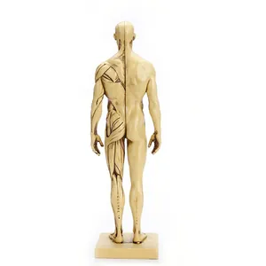 Modelo de anatomía humana de 30 cm vista posterior con detalles de músculo y piel