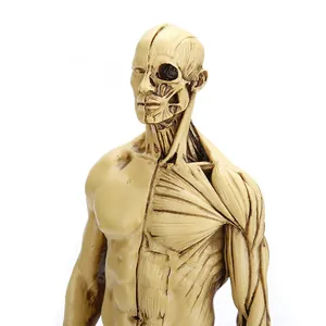 Vista detallada de un modelo anatómico masculino de 30 cm con músculos y huesos.
