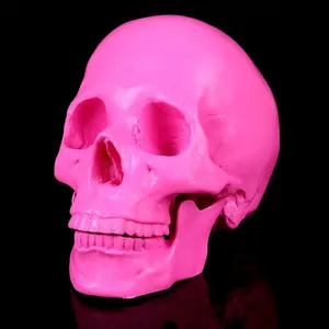 Detailed view of a bright pink medical resin human skull model on black background