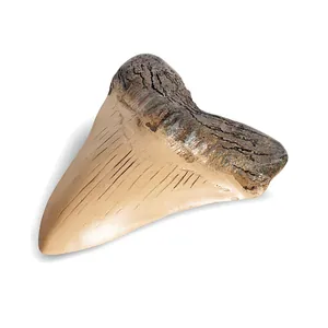 Nahaufnahme einer realistischen Megalodon Haizahn-Fossilreplik aus Harz als Deko