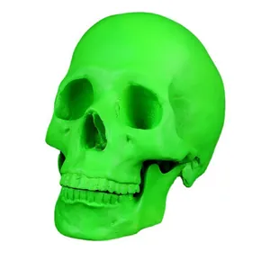 Bright green anatomical resin human skull model for medical teaching reference tool