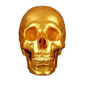 Close-up detail of a realistic golden resin human skull model for medical teaching