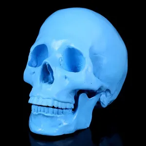 Detailed 45-degree angle of a light blue medical resin human skull model ornament