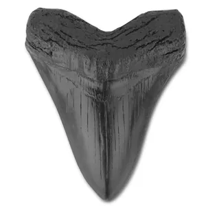 Nahaufnahme eines realistischen schwarzen Megalodon Haifischzahn Fossil Harz Replikats