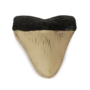 Dettaglio ad alta definizione di una replica in resina di dente di squalo Megalodon