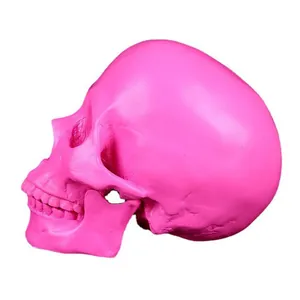 Detailed side view of a bright pink medical resin human skull model teaching ornament